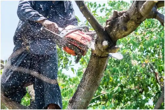 tree services Oneida